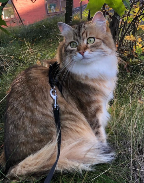Sibirisk katt Fujita